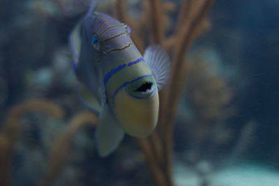 Close-up of fish swimming in aquarium