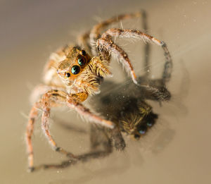 Close-up of spider