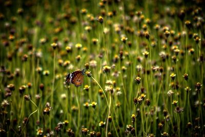 Close-up of ladybug on grass