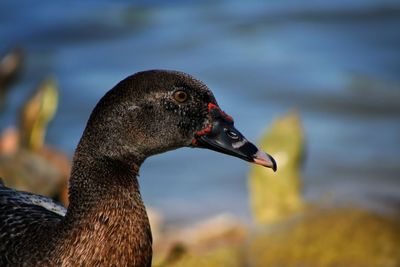 Close-up of duck swimming in lake