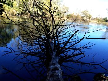 Bare tree by lake against sky