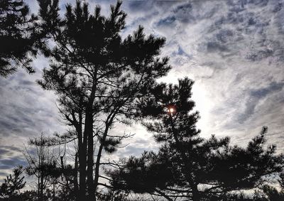 Low angle view of tree against sky