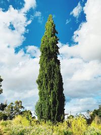 Plants growing on field against sky