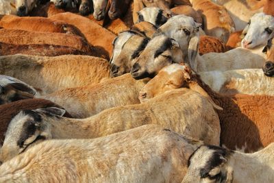 High angle view of animal sleeping