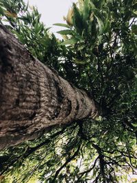 Low angle view of trees