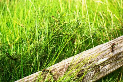 Close-up of grass on field