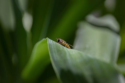 Close-up of insect on plant