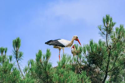 Low angle view of birds perching on plant against sky