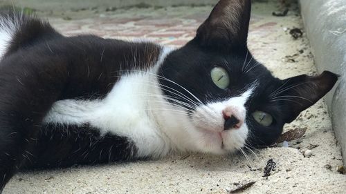 Close-up portrait of cat