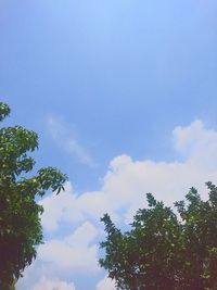 Low angle view of trees against sky