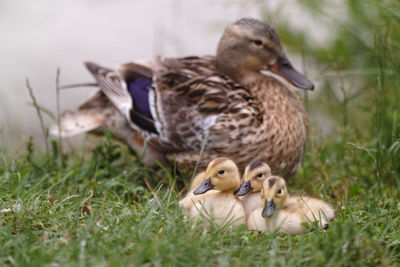 Mallard duck with ducklings on field