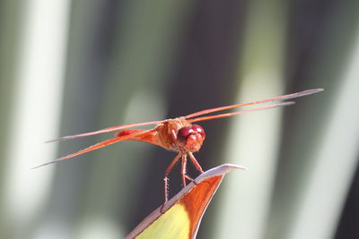 Close-up of insect on flower