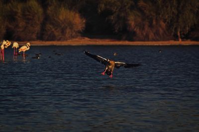 Birds flying over lake