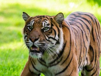 Portrait of tiger in zoo