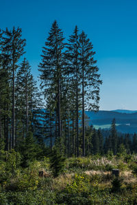 Trees in forest against clear blue sky