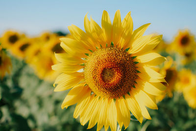 Close-up of sunflower