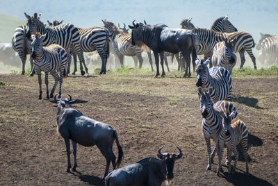 Zebras on field