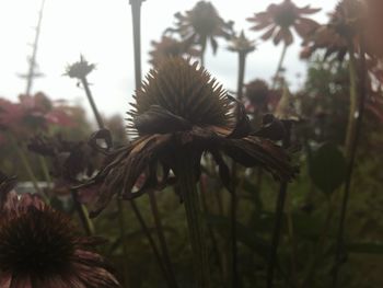 Close-up of wildflowers blooming in field