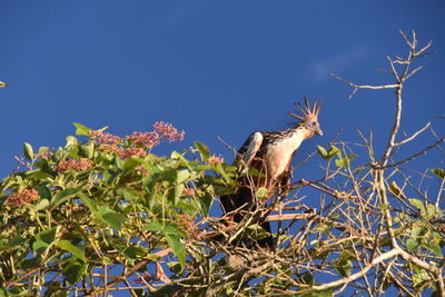 Low angle view of eagle perching on tree against clear blue sky