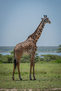 Masai giraffe standing with lake in background