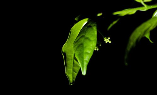 Close-up of leaf over black background