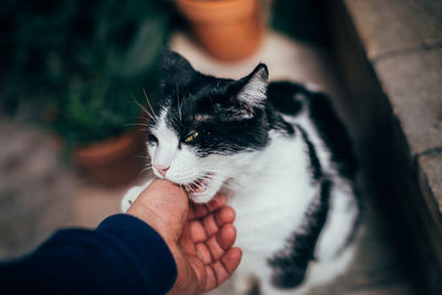 Cat biting cropped hand of man