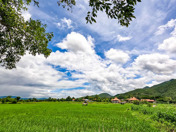 Scenic view of field against sky