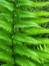 Full frame shot of fern