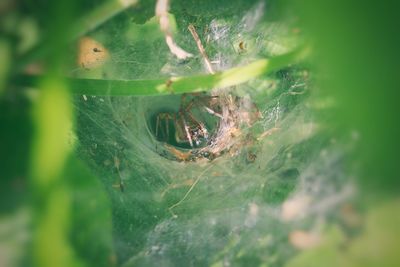 Close-up of spider web on plant