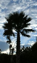 Low angle view of silhouette palm trees against sky