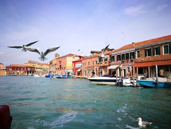 Birds flying over sea against buildings in city