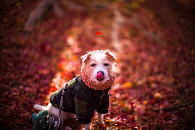 Close-up of dog wearing sunglasses during autumn