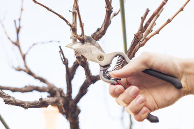 Cropped hand cutting branches with pliers