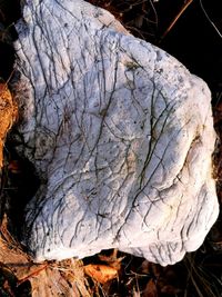 Close-up of tree trunk on field