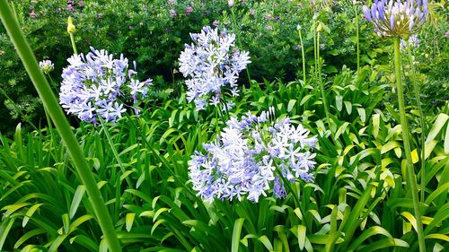 Close-up of purple flowers