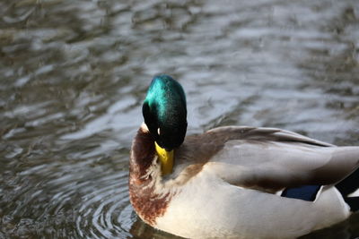 Close-up of mallard duck swimming in lake