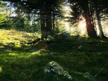 Trees growing in forest