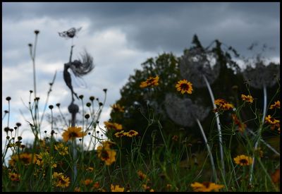 Close-up of plants against sky