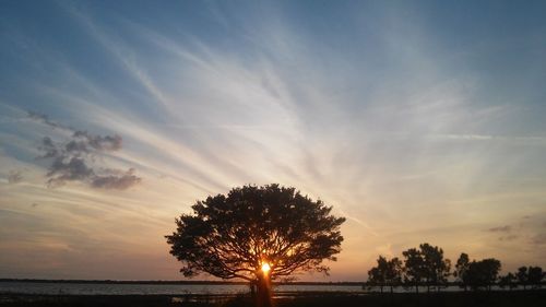 Sun seen through tree at lakeshore