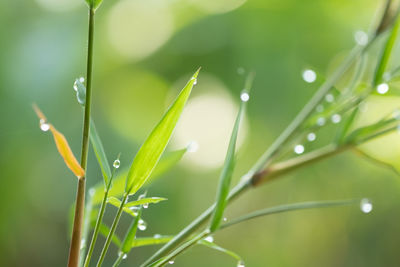 Close-up of wet plant