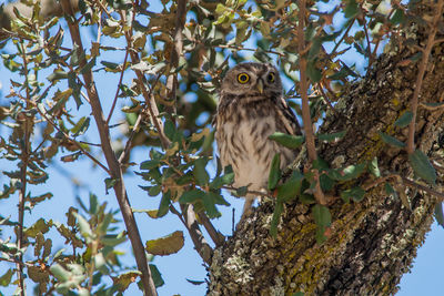 Low angle view of bird perching on tree