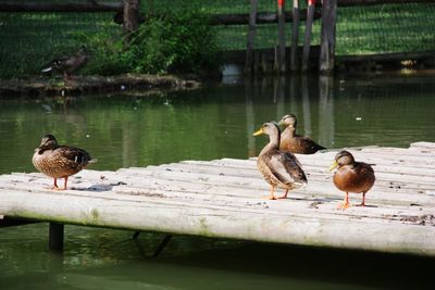 Ducks on a lake