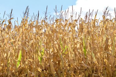 Wheat growing on field against sky