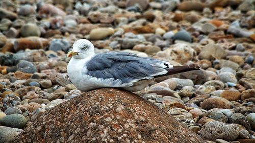 Bird on rock