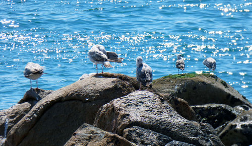 Seagulls perching on rock in sea