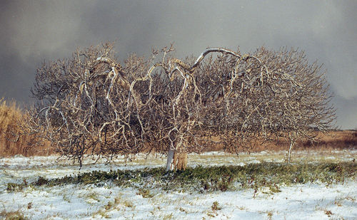 Scenic view of field against sky during winter