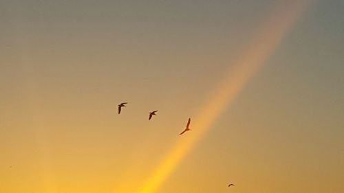 Low angle view of silhouette birds flying against sky during sunset