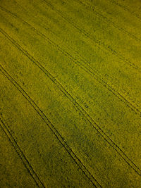 Full frame shot of agricultural field