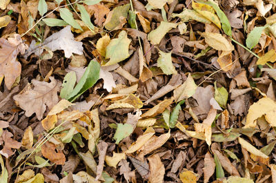 Full frame shot of dried leaves on field