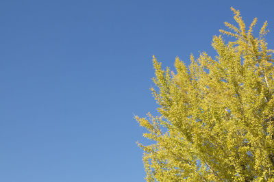 Low angle view of tree against clear blue sky